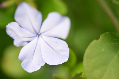 Bahçedeki güzel beyaz çiçekleri kapat.