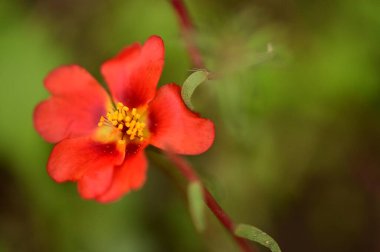 closeup view of beautiful red flowers in the garden