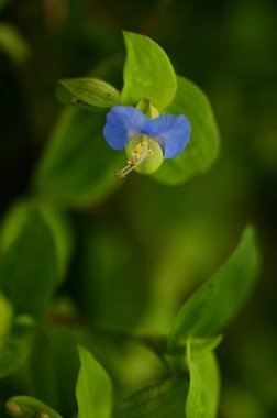 closeup view of beautiful blue flowers in the garden