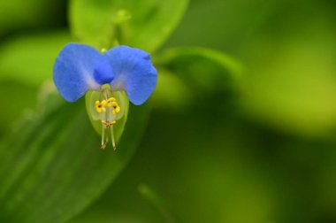 closeup view of beautiful blue flowers in the garden