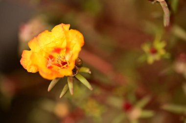 Bahçedeki güzel sarı çiçekleri kapat.