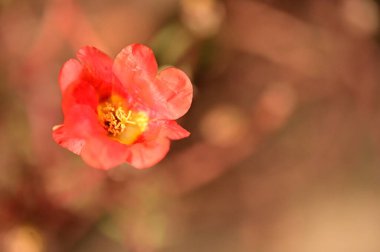closeup view of beautiful red flowers in the garden