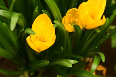 Bahçedeki güzel sarı çiçekleri kapat.