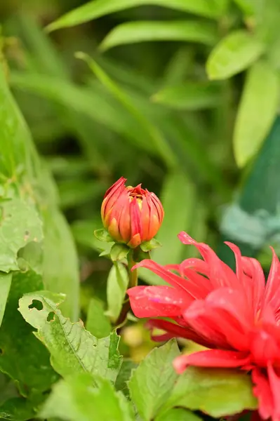 Closeup View Beautiful Red Flowers Garden — Stock Photo, Image