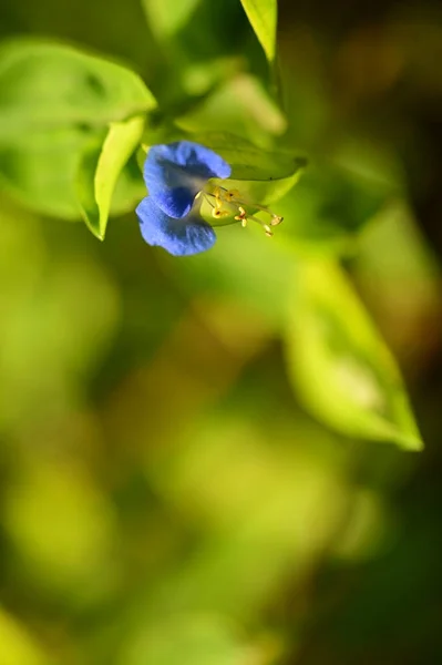 Closeup View Beautiful Blue Flowers Garden — Photo