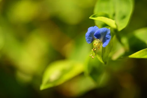 Closeup View Beautiful Blue Flowers Garden — 스톡 사진