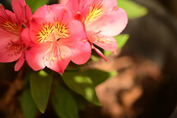 Detailní Pohled Krásné Růžové Květy Zahradě — Stock fotografie