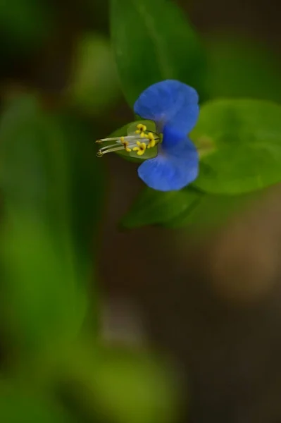 Closeup View Beautiful Blue Flowers Garden — 图库照片