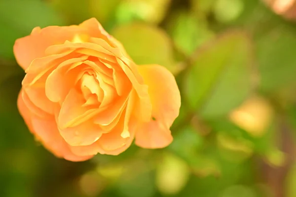 Close View Beautiful Blossoming Yellow Rose — Stock Photo, Image