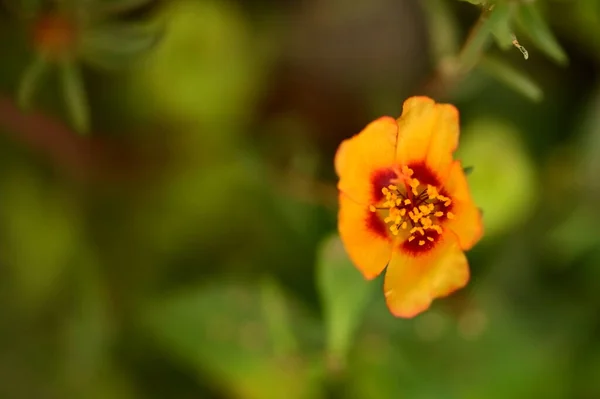 庭の美しい黄色の花を間近に見ることができます — ストック写真