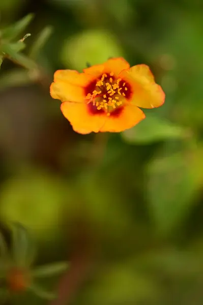 Vista Perto Belas Flores Amarelas Jardim — Fotografia de Stock