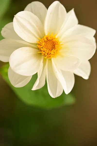 Bahçede Büyüyen Beyaz Harika Çiçek — Stok fotoğraf