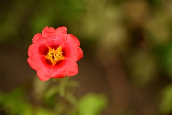 Closeup View Beautiful Red Flowers Garden — 스톡 사진