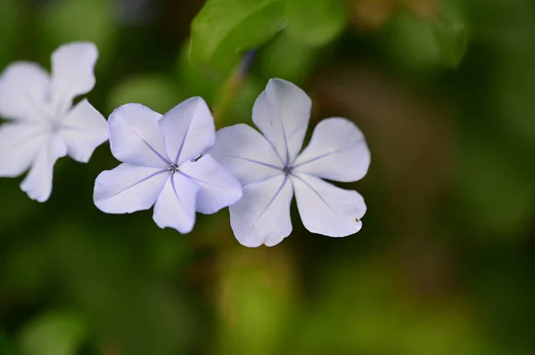 Vista Perto Belas Flores Brancas Jardim — Fotografia de Stock