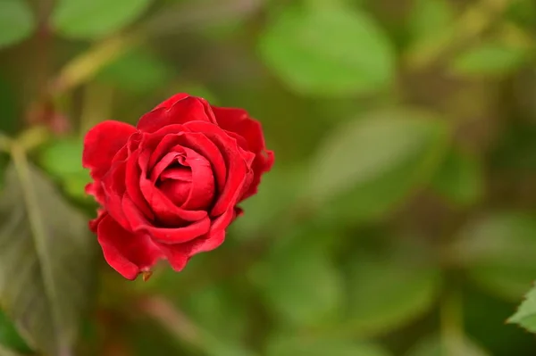 Närbild Vacker Blommande Röd Ros — Stockfoto