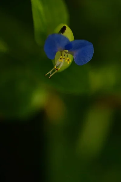 Closeup View Beautiful Blue Flowers Garden — Zdjęcie stockowe