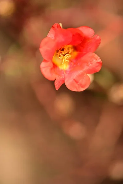 Closeup View Beautiful Red Flowers Garden — Foto de Stock