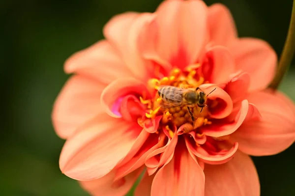 Nahaufnahme Der Biene Sitzt Auf Schönen Roten Blume Garten — Stockfoto