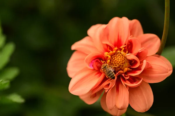 Вид Крупным Планом Пчелы Сидящей Красивом Красном Цветке Саду — стоковое фото