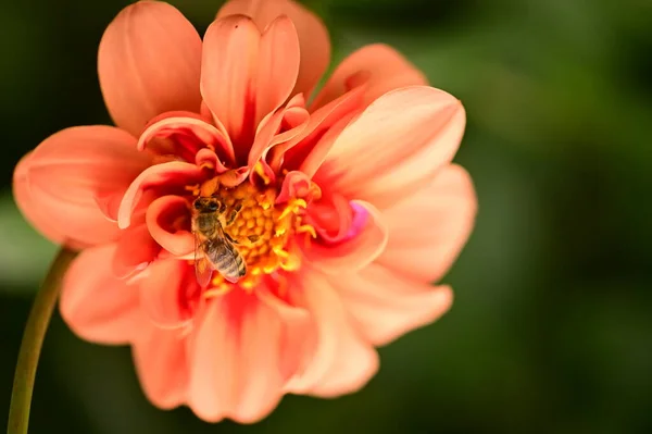 Widok Bliska Pszczoła Siedzi Piękny Czerwony Kwiat Ogrodzie — Zdjęcie stockowe