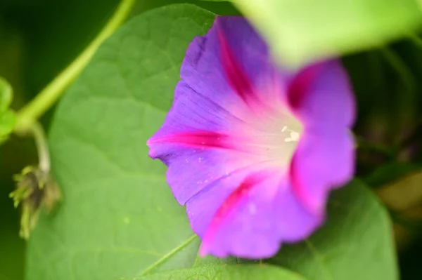 Крупним Планом Вид Красиві Квіти Зіниць Саду — стокове фото
