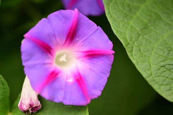 Vista Cerca Hermosas Flores Puprle Jardín — Foto de Stock