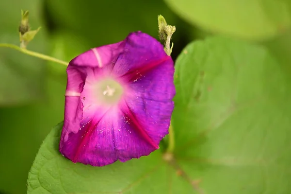 庭のきれいな紫色の花の近景 — ストック写真
