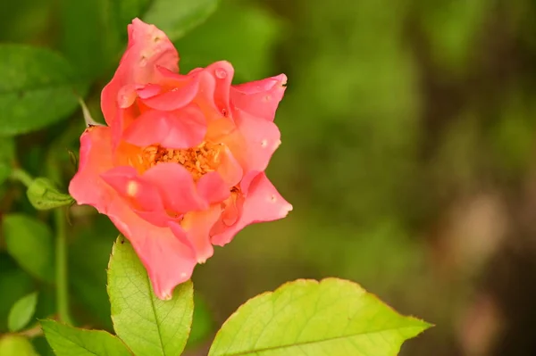 Detailní Pohled Krásné Růžové Květy Rostoucí Zahradě — Stock fotografie