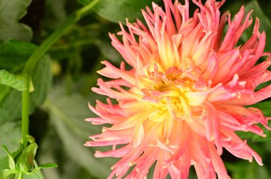 Bahçede büyüyen güzel pembe ve sarı renkli çiçekler.