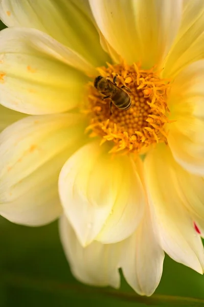 Bliska Widok Pszczoły Siedzi Żółty Kwiat Ogrodzie — Zdjęcie stockowe