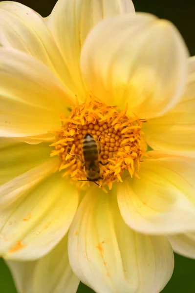 Zblízka Pohled Včelu Sedící Žlutém Květu Zahradě — Stock fotografie