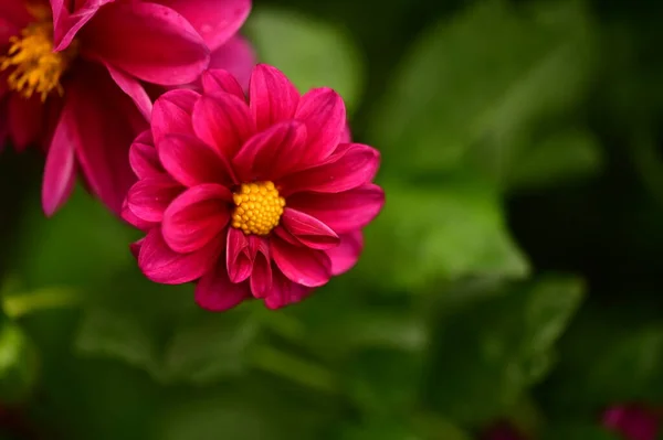 Close View Beautiful Pink Flowers Garden — Photo