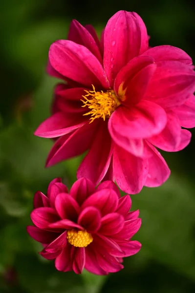 Close View Beautiful Pink Flowers Garden — Fotografia de Stock