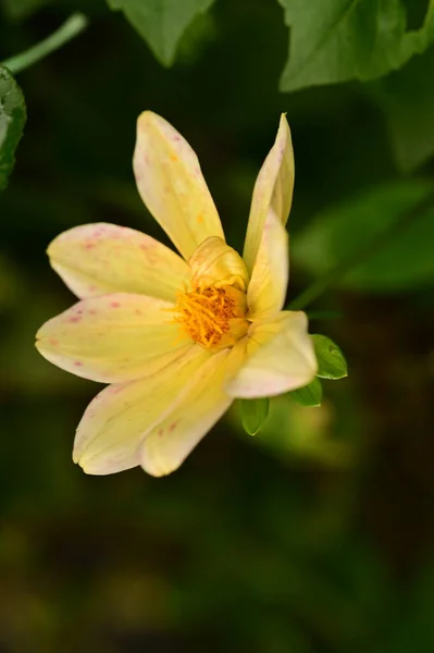 Vue Rapprochée Belles Fleurs Jaunes Dans Jardin — Photo