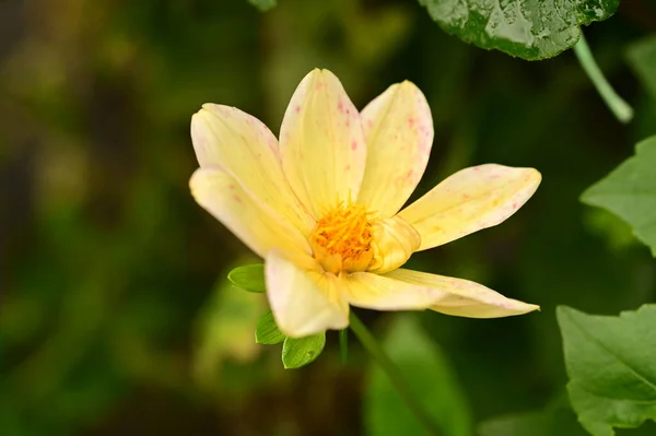 Nahaufnahme Von Schönen Gelben Blumen Garten — Stockfoto