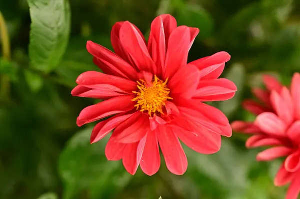 Beautiful Red Colored Flowers Growing Garden — Fotografia de Stock