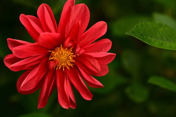 Hermosas Flores Color Rojo Creciendo Jardín —  Fotos de Stock