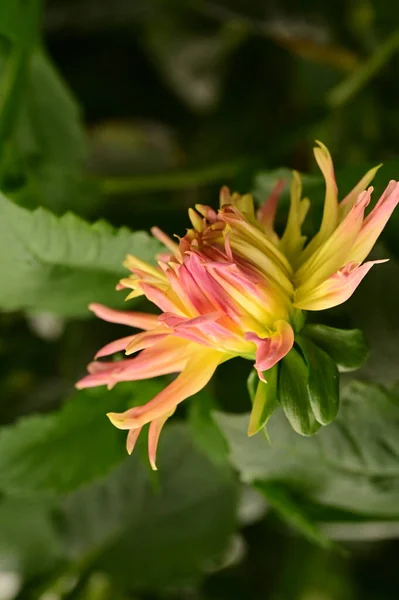 Hermosas Flores Color Rosa Amarillo Creciendo Jardín — Foto de Stock