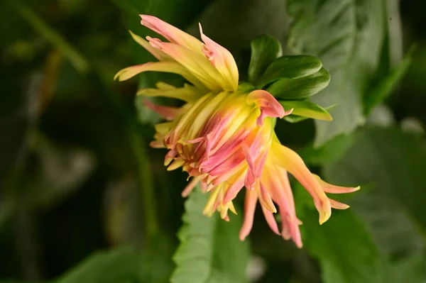 Hermosas Flores Color Rosa Amarillo Creciendo Jardín — Foto de Stock