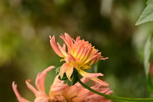 Belles Fleurs Roses Jaunes Qui Poussent Dans Jardin — Photo