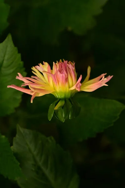 Hermosas Flores Color Rosa Amarillo Creciendo Jardín — Foto de Stock