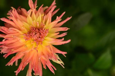 Bahçede büyüyen güzel pembe ve sarı renkli çiçekler.