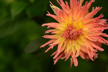 Bahçede büyüyen güzel pembe ve sarı renkli çiçekler.