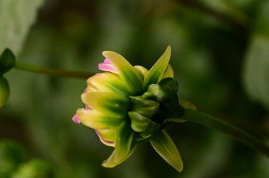Bahçede büyüyen güzel pembe ve sarı renkli çiçekler.