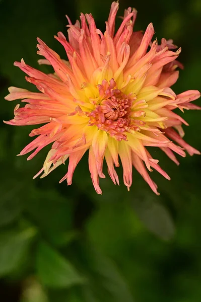 Gyönyörű Rózsaszín Sárga Színű Virágok Nőnek Kertben — Stock Fotó