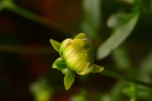 Вид Красивые Желтые Цветы Саду — стоковое фото