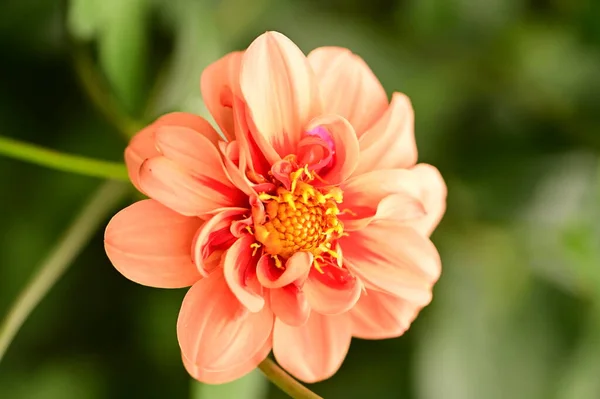 Closeup View Beautiful Red Flower Garden — Stock Photo, Image