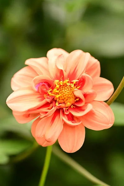 Vista Cerca Hermosa Flor Roja Jardín —  Fotos de Stock