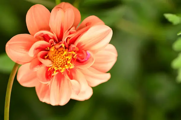 Vista Cerca Hermosa Flor Roja Jardín —  Fotos de Stock