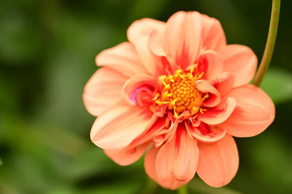 Vista Cerca Hermosa Flor Roja Jardín —  Fotos de Stock